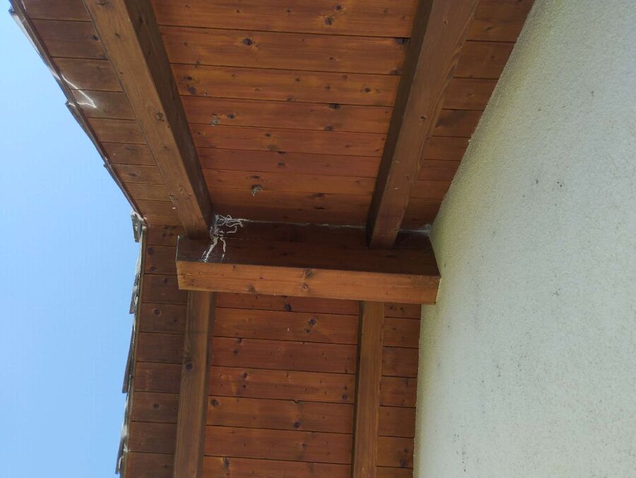 wespennest_entfernen