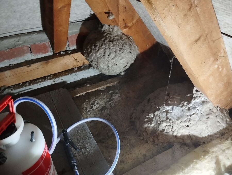 wespennest_entfernen