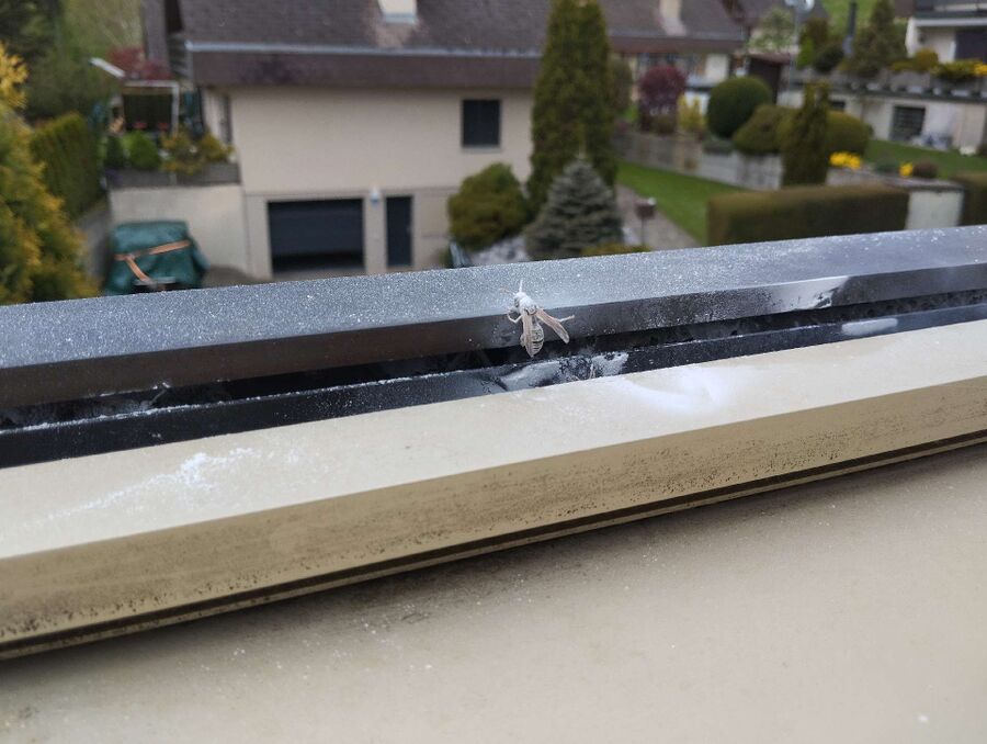 wespennest_entfernen