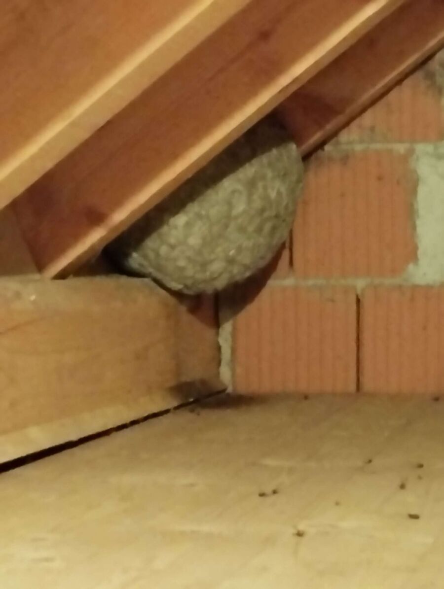 wespennest_entfernen