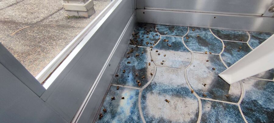 wespennest_entfernen