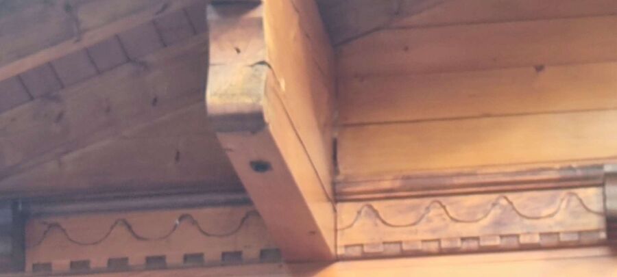 wespennest_entfernen