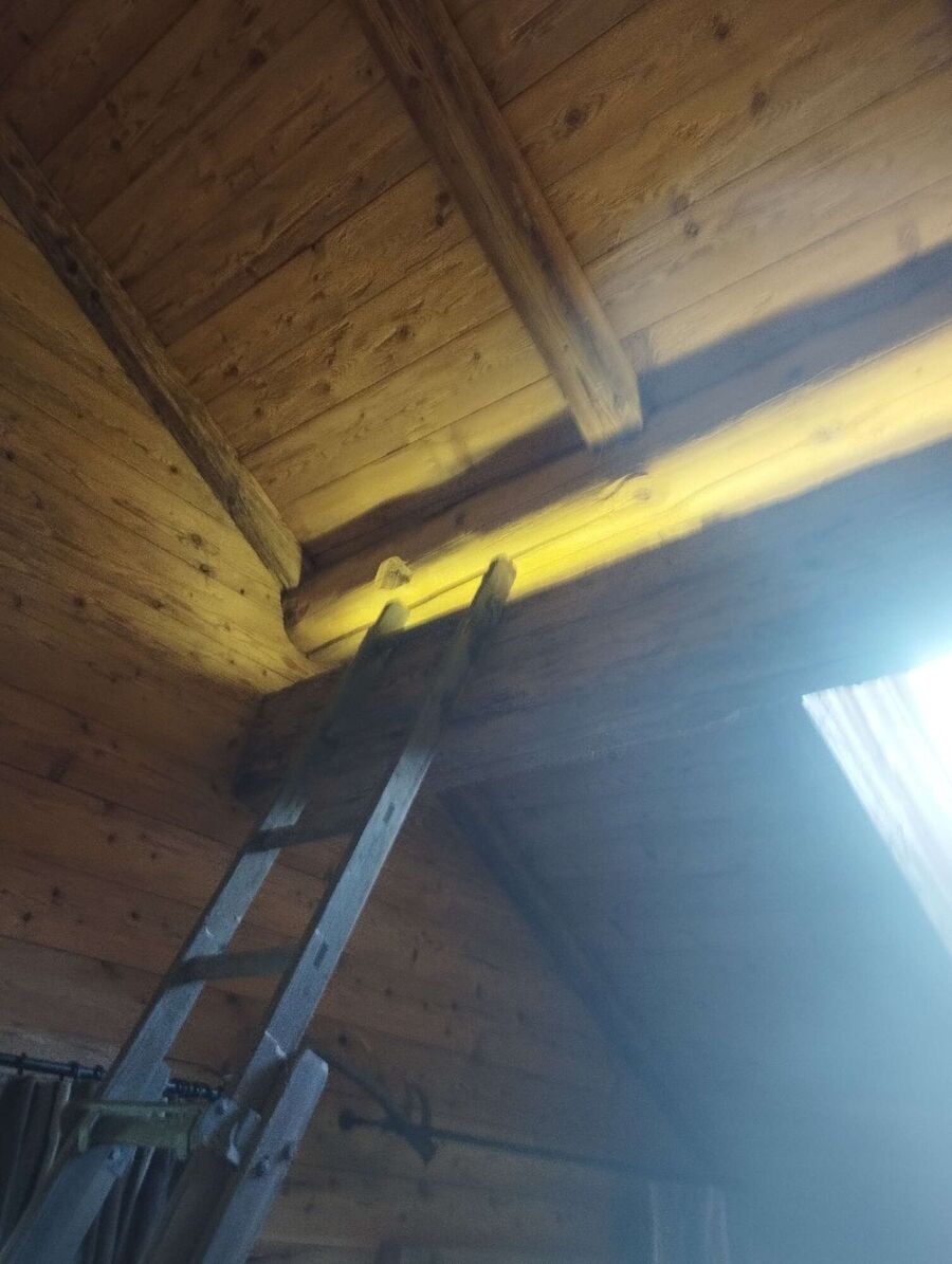 wespennest_entfernen