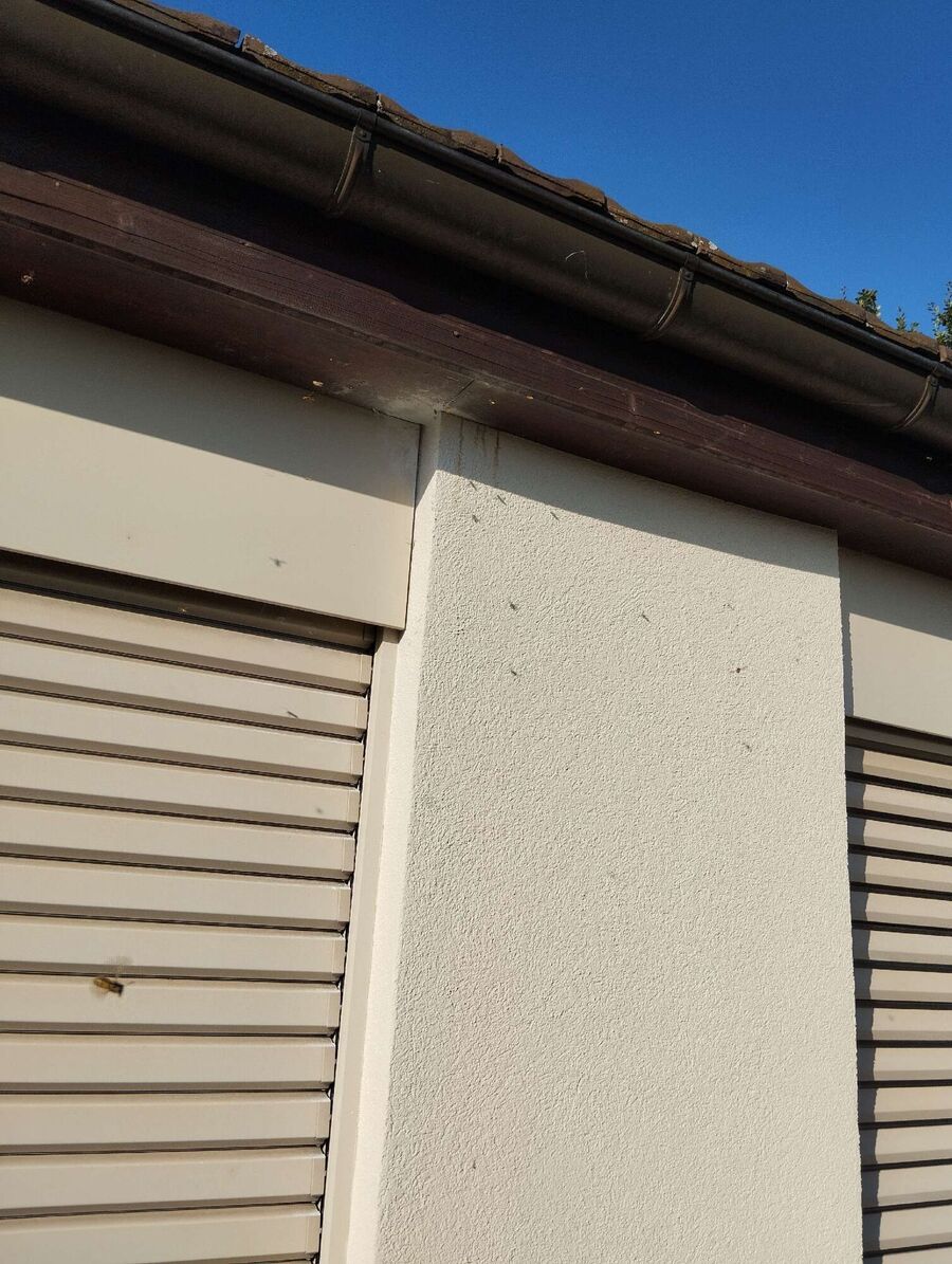 wespennest_entfernen