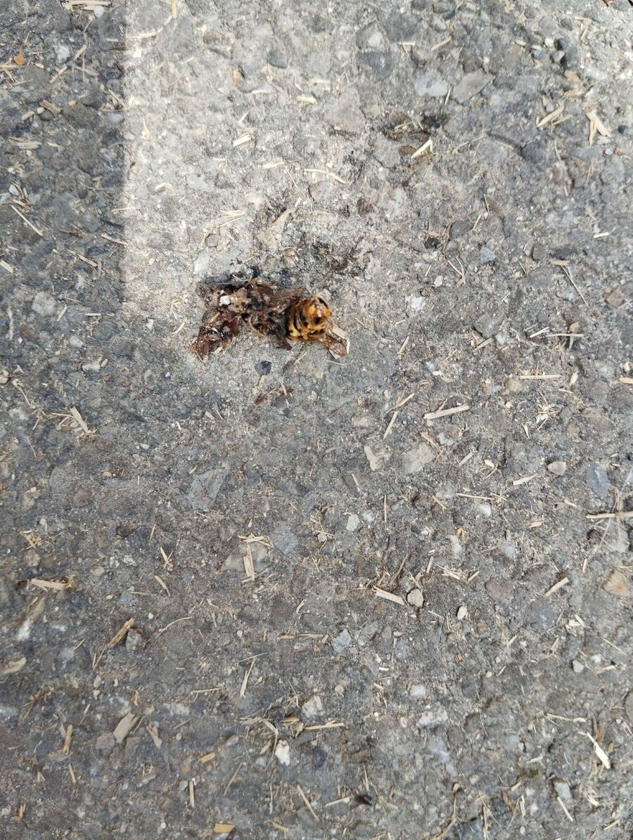 wespennest_entfernen