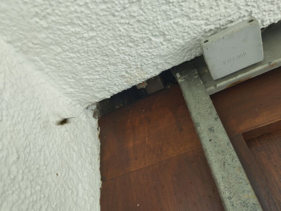 wespennest_entfernen