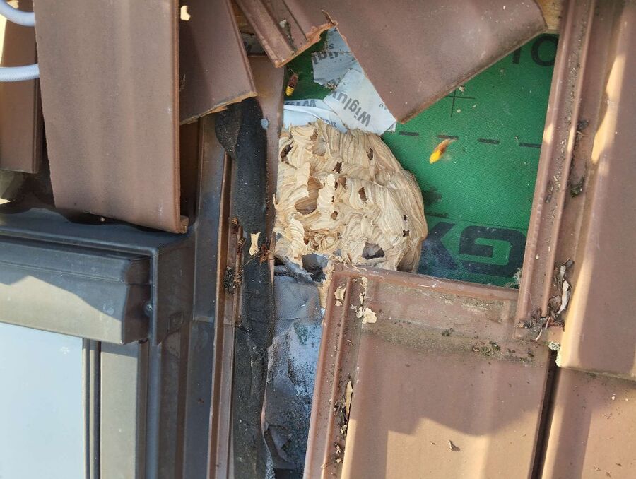 wespennest_entfernen