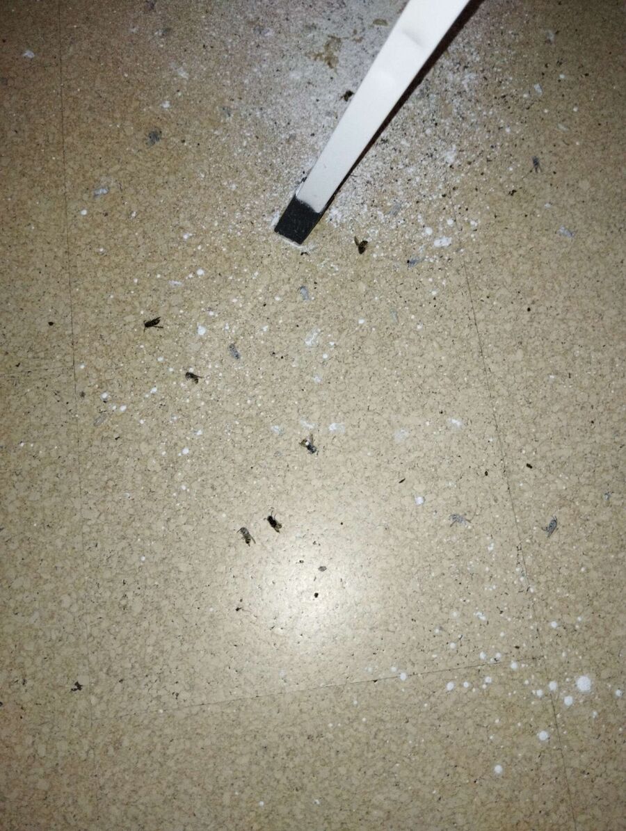 wespennest_entfernen