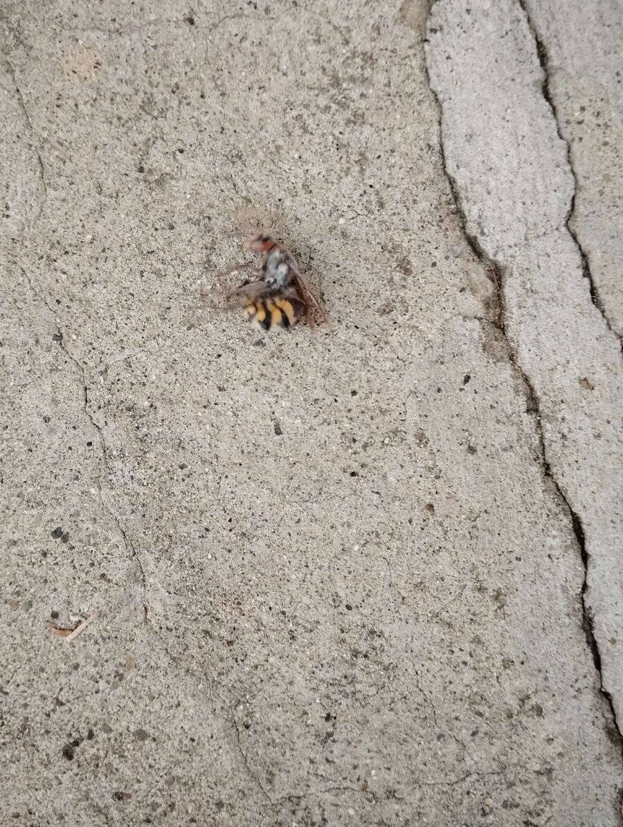 wespennest_entfernen