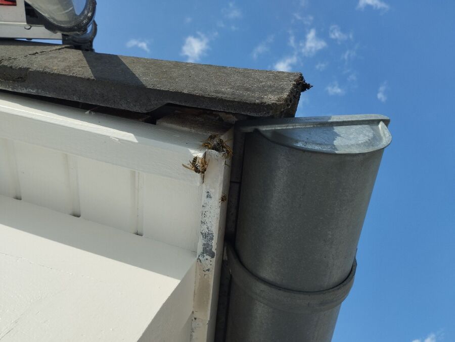 wespennest_entfernen