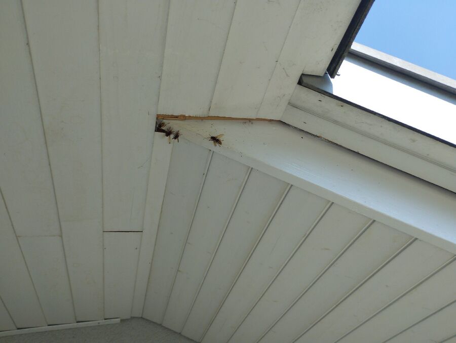 wespennest_entfernen