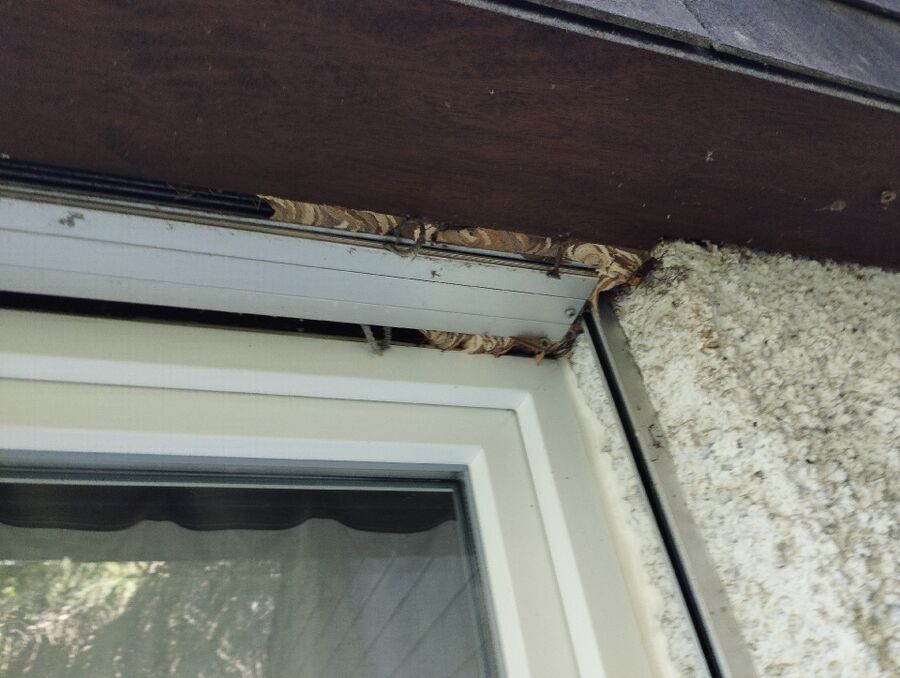 wespennest_entfernen