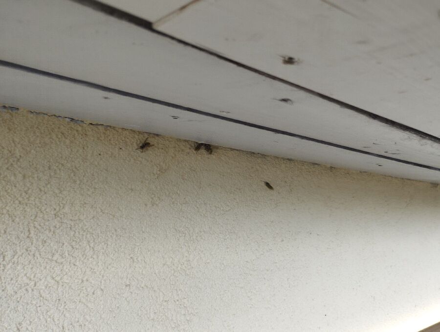 wespennest_entfernen