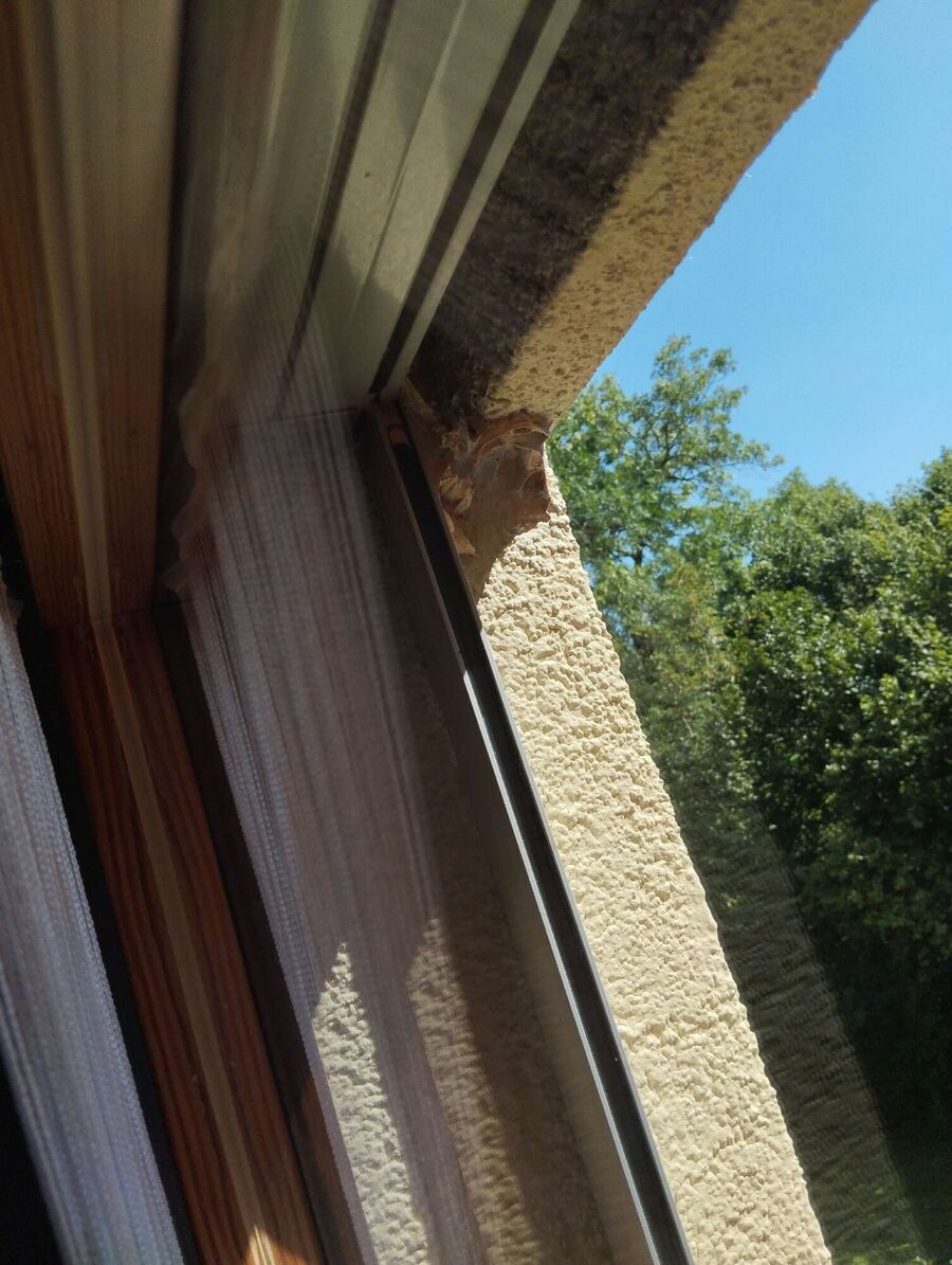 wespennest_entfernen