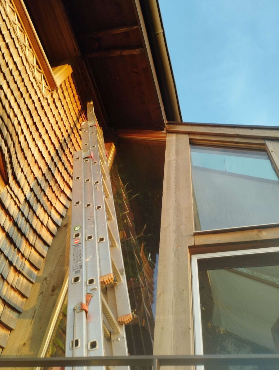 wespennest_entfernen