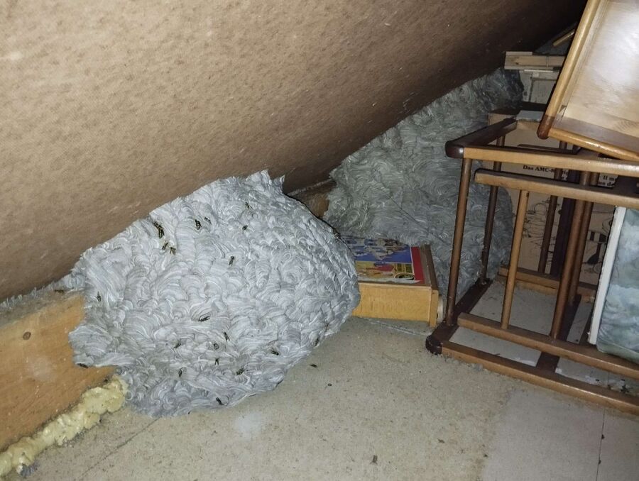 wespennest_entfernen