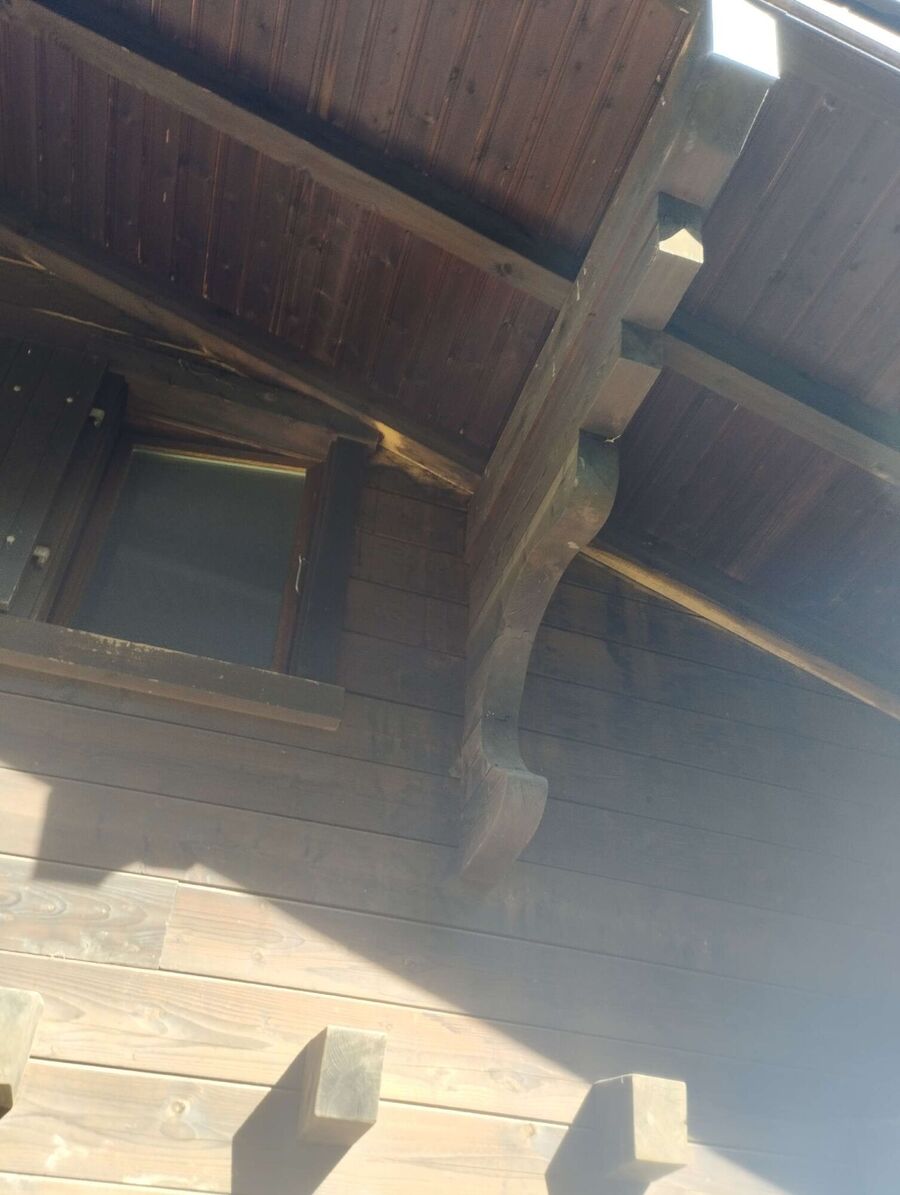 wespennest_entfernen