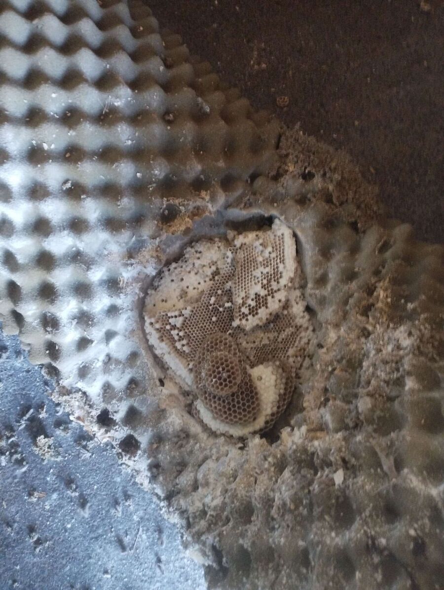 wespennest_entfernen