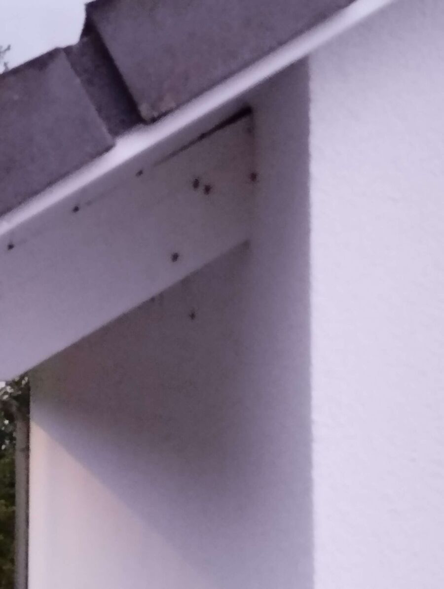 wespennest_entfernen