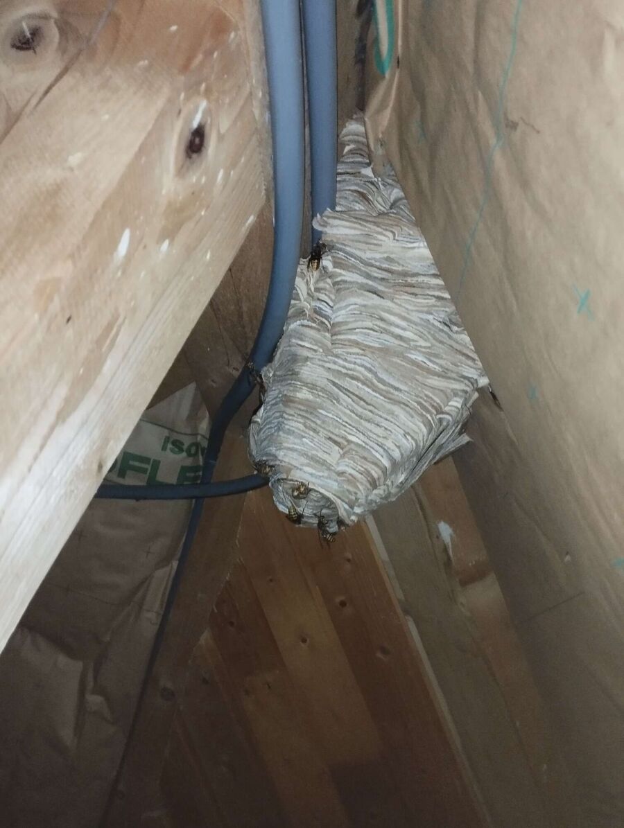 wespennest_entfernen