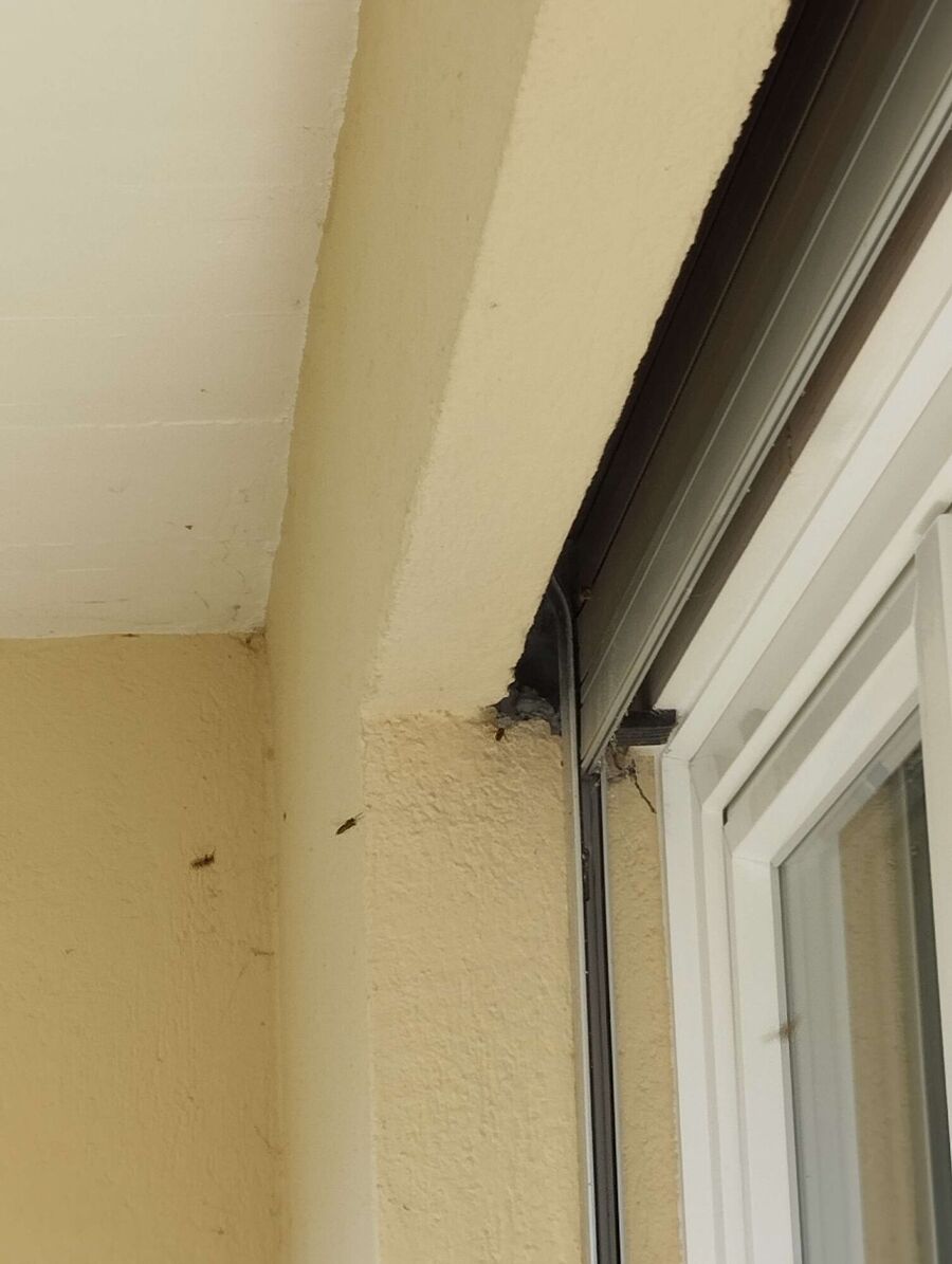 wespennest_entfernen