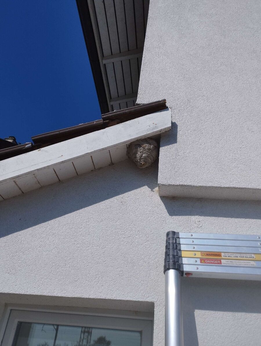 wespennest_entfernen