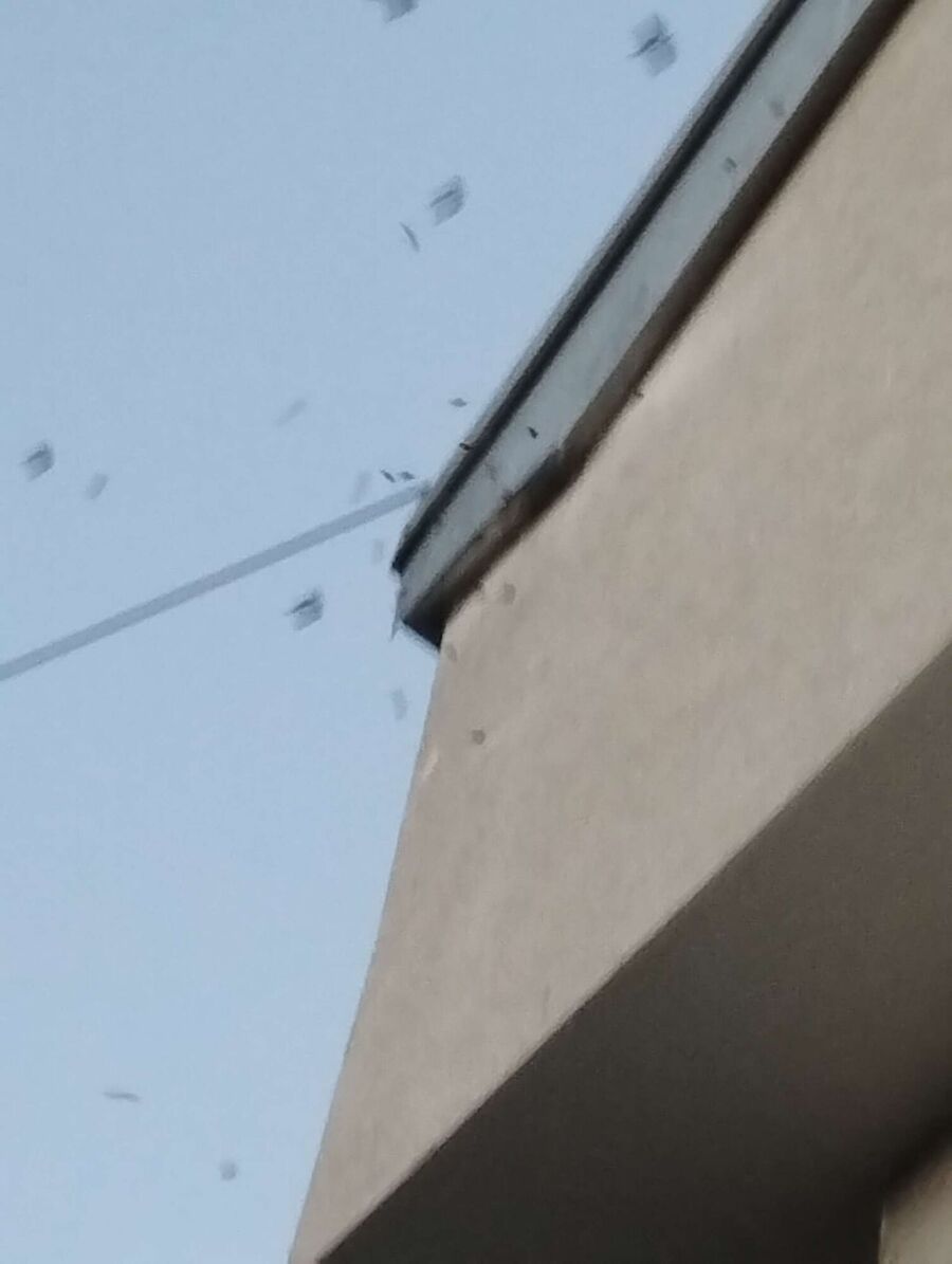 wespennest_entfernen