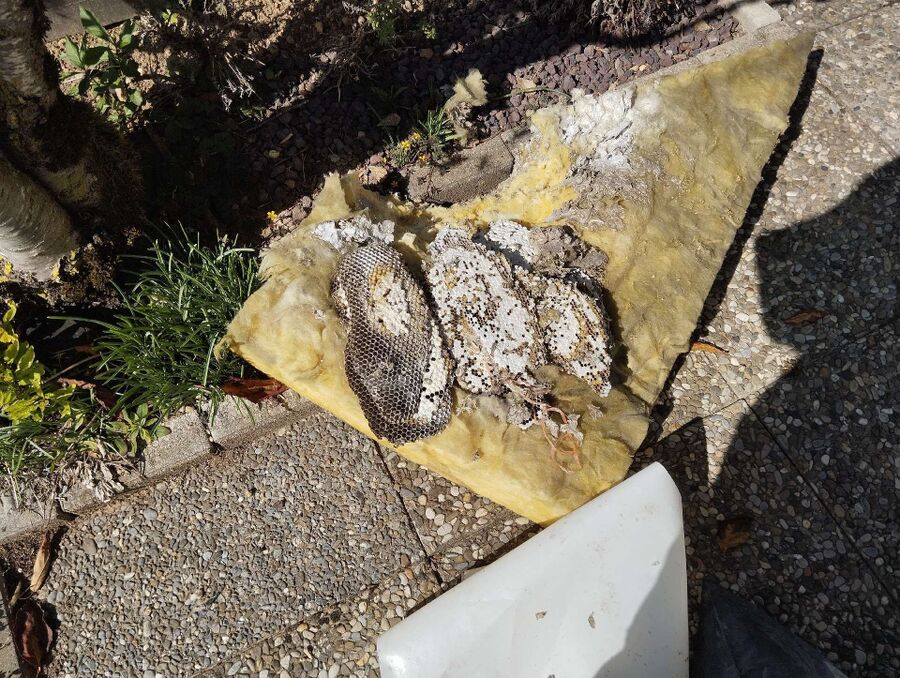 wespennest_entfernen