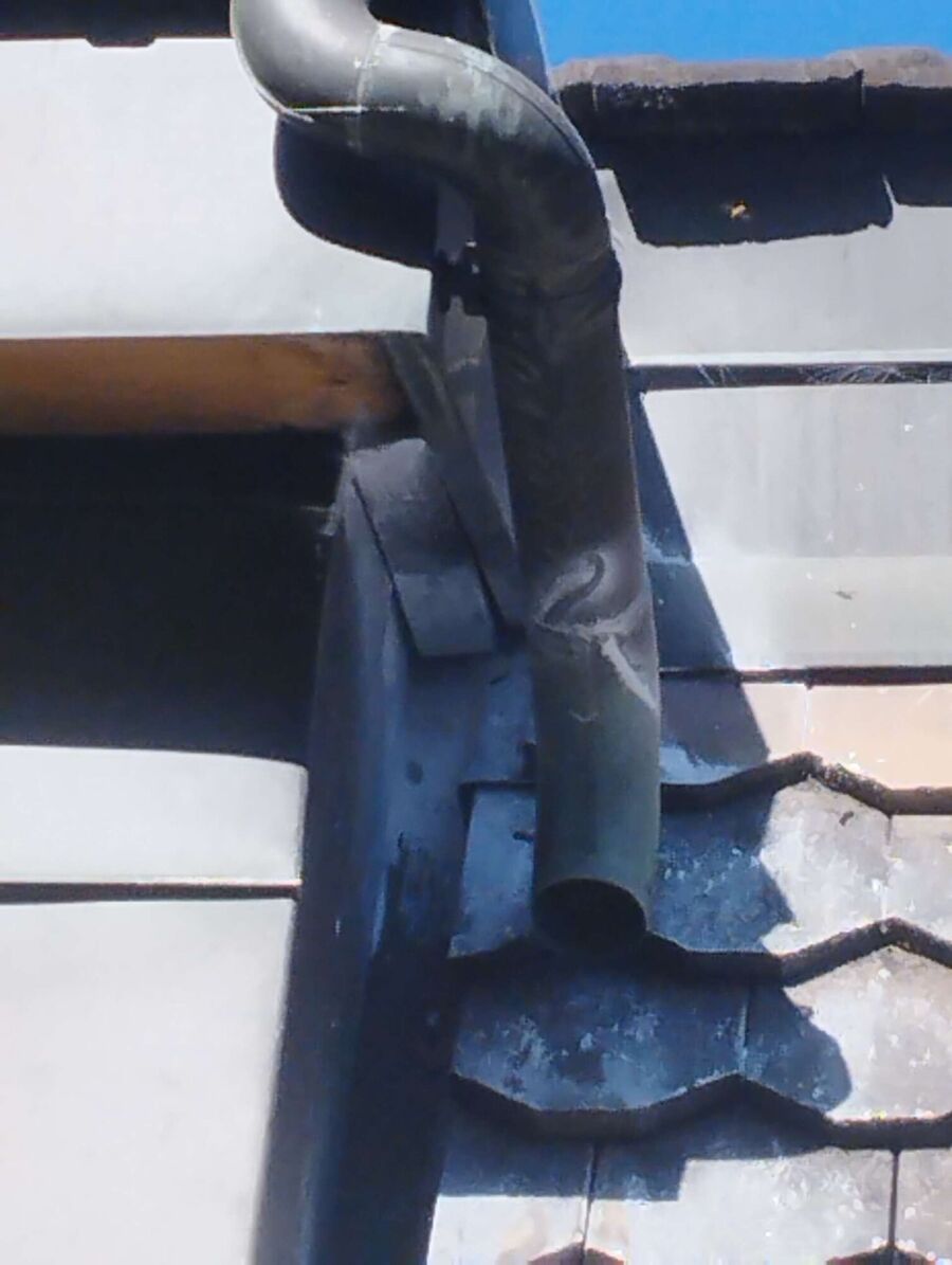 wespennest_entfernen