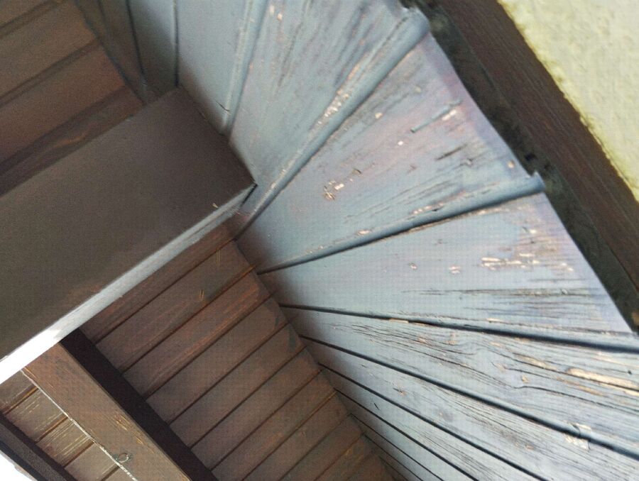 wespennest_entfernen