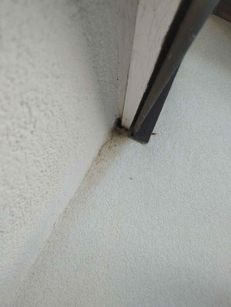 wespennest_entfernen