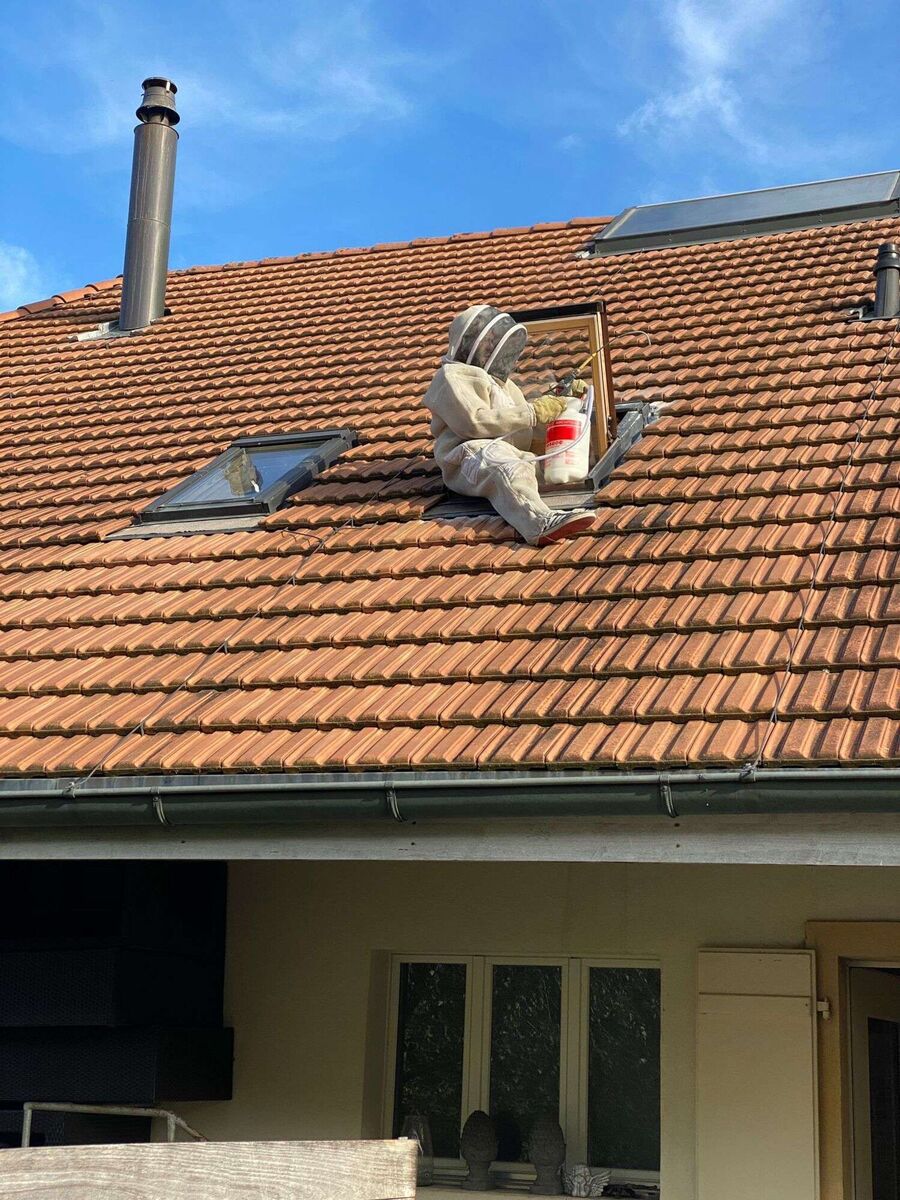 wespennest_entfernen