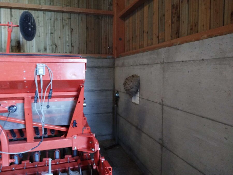 wespennest_entfernen