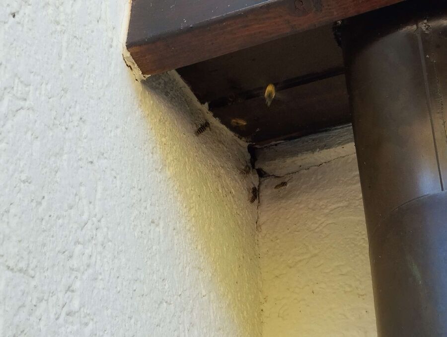 wespennest_entfernen