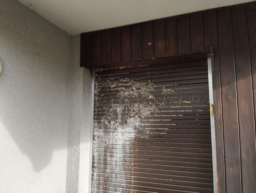 wespennest_entfernen