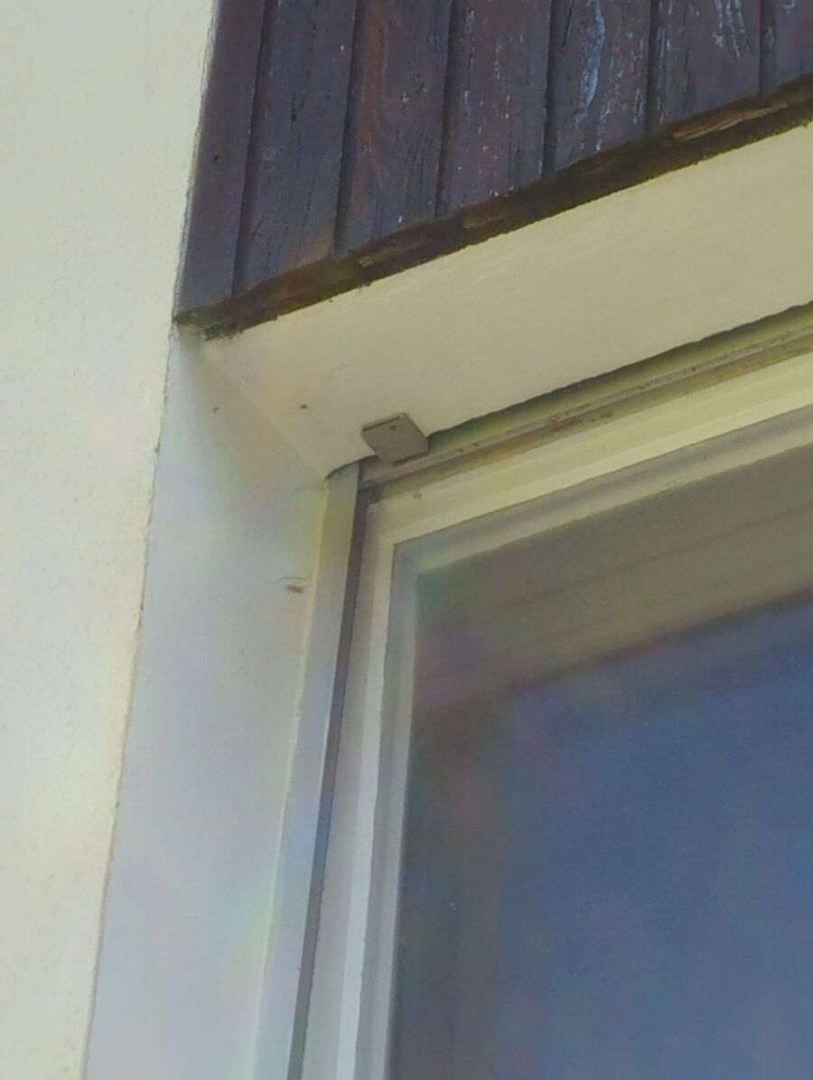 wespennest_entfernen