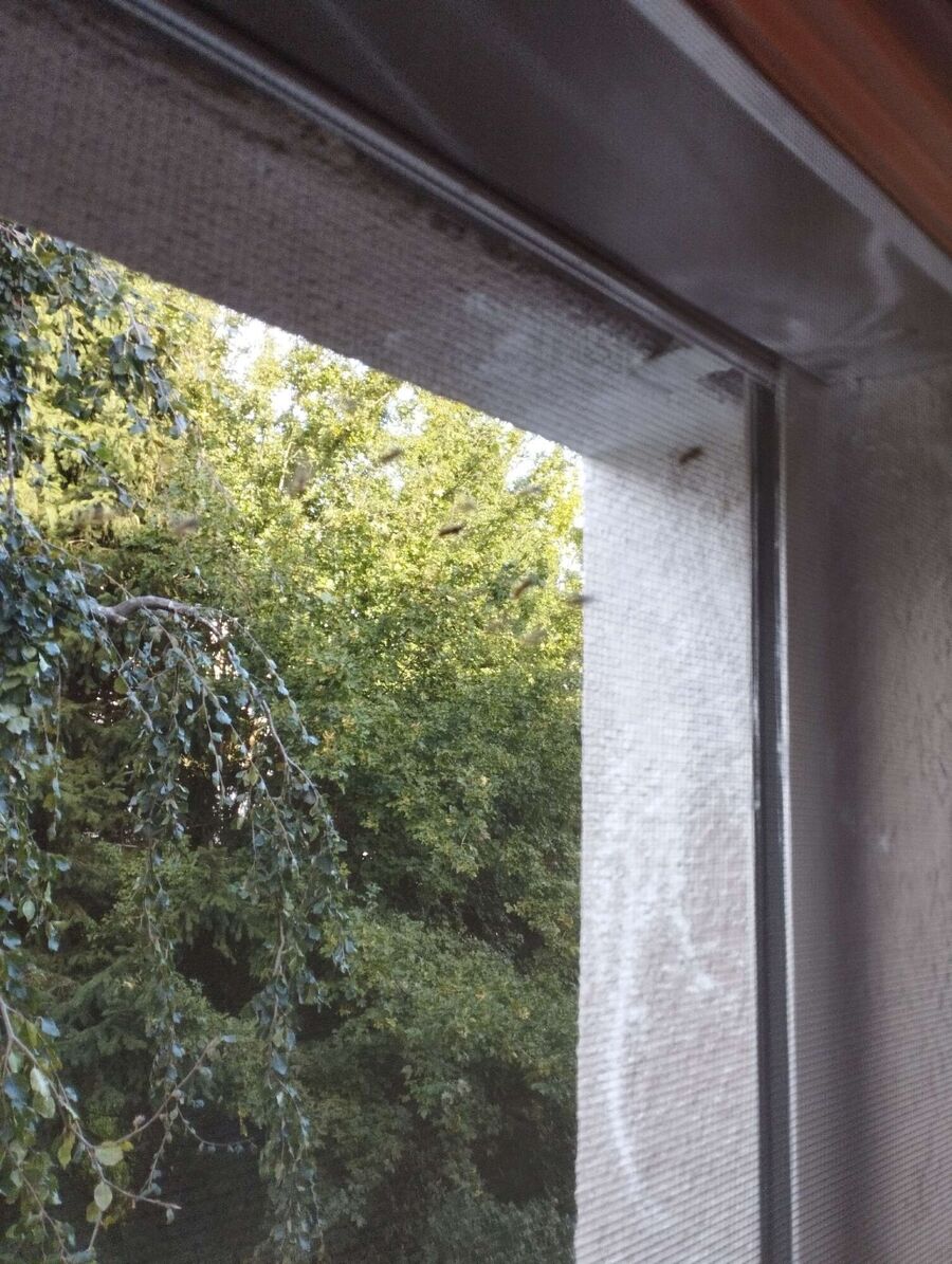 wespennest_entfernen