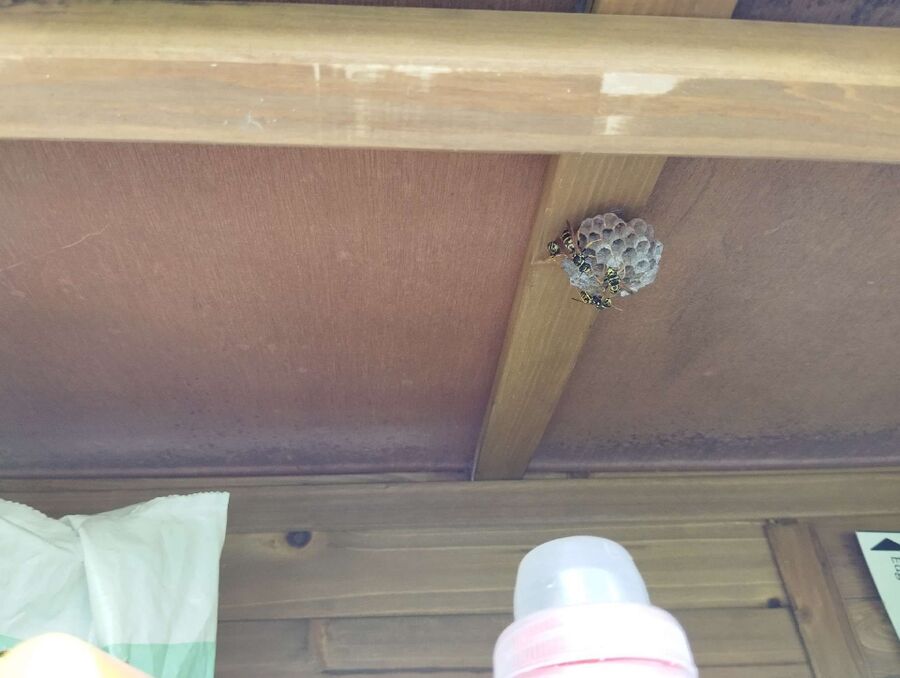 wespennest_entfernen