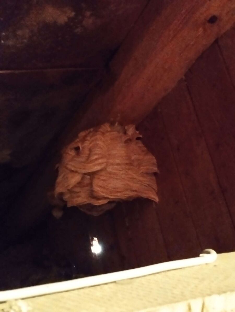 wespennest_entfernen