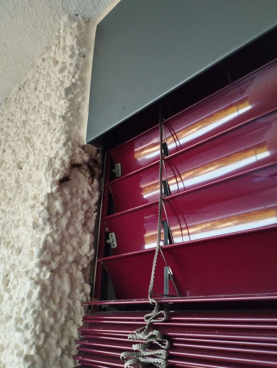 wespennest_entfernen