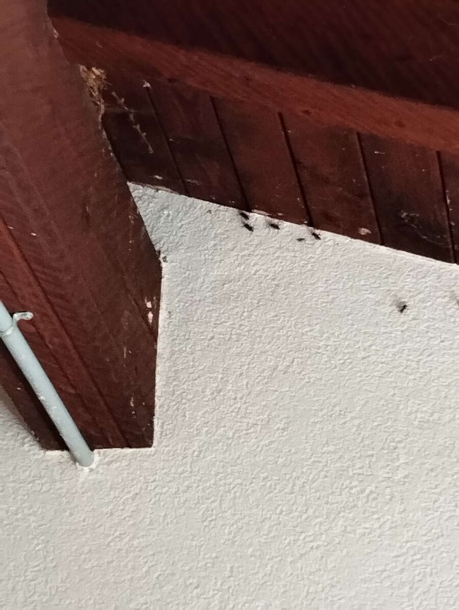 wespennest_entfernen