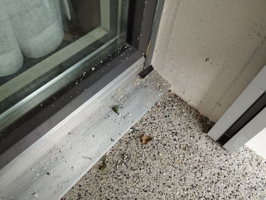 wespennest_entfernen