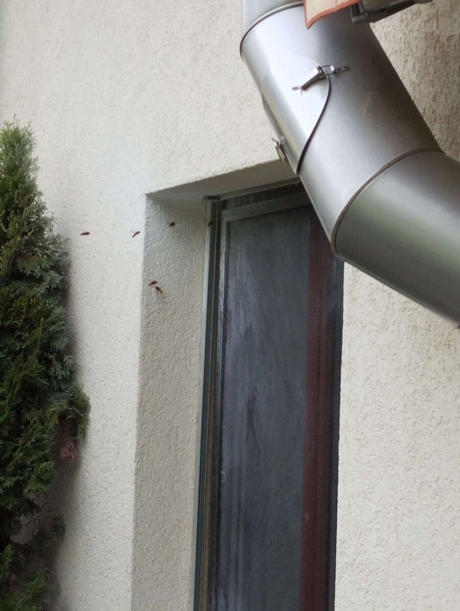 wespennest_entfernen