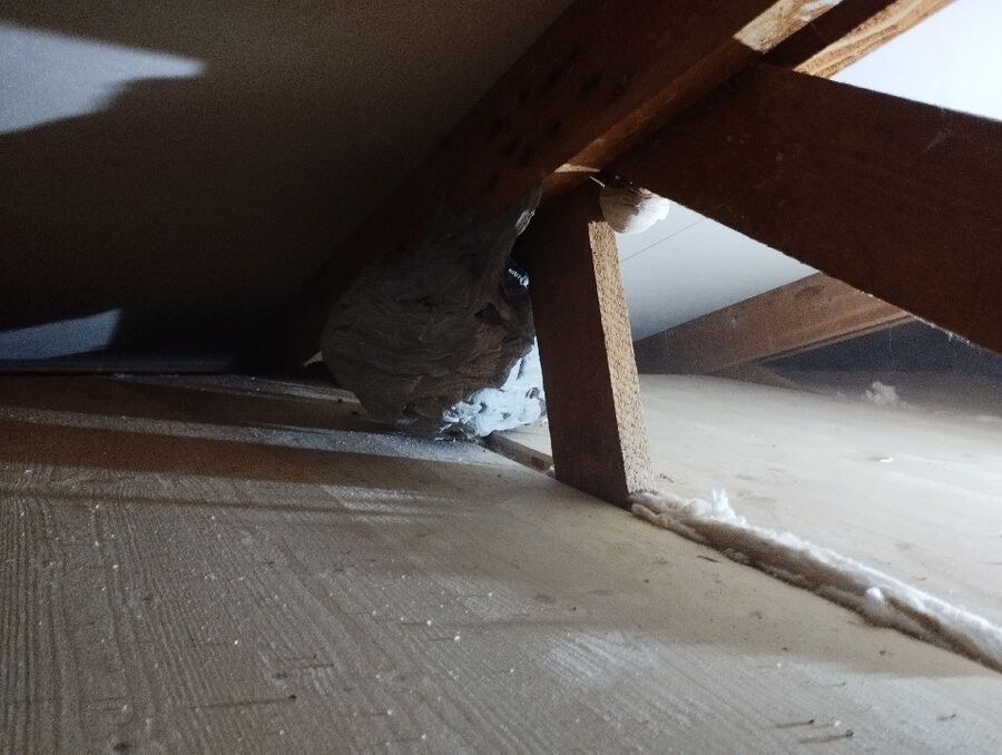 wespennest_entfernen