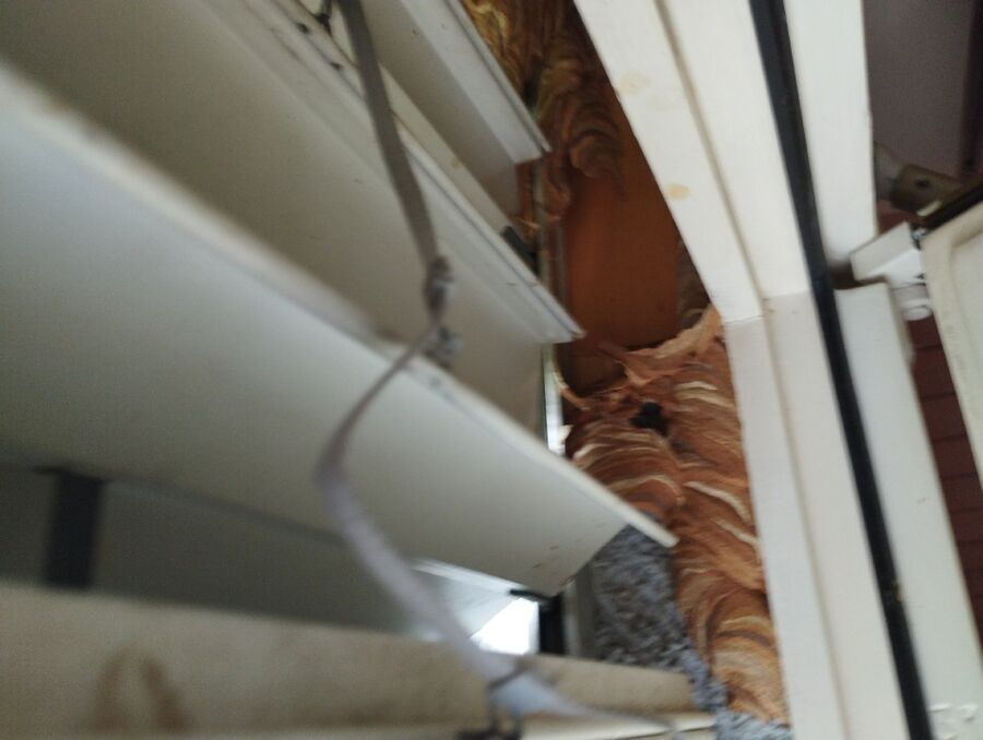 wespennest_entfernen