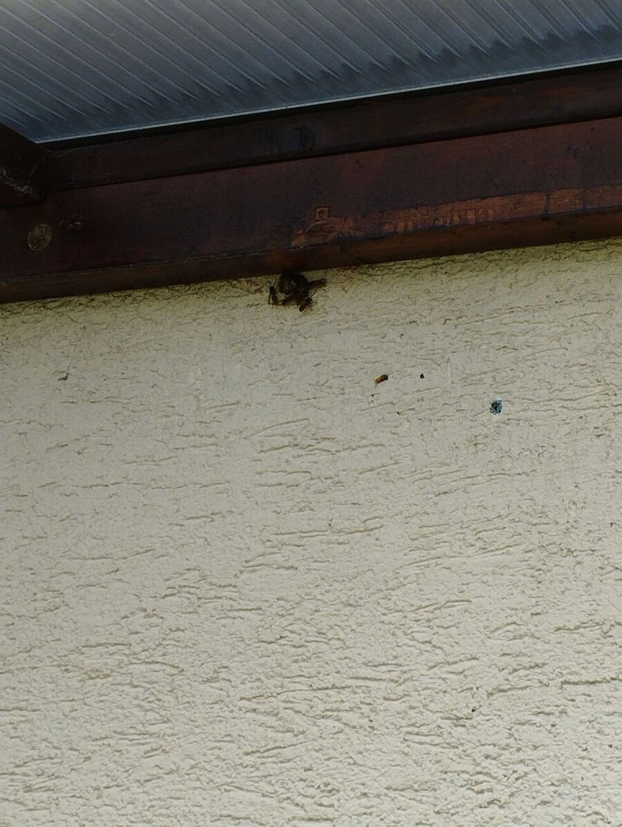 wespennest_entfernen