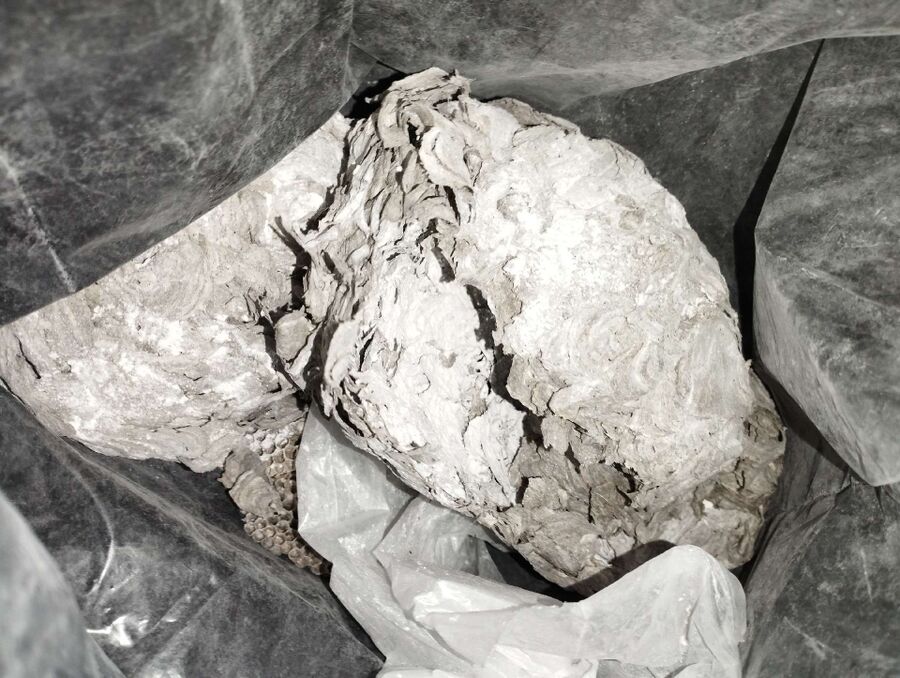 wespennest_entfernen