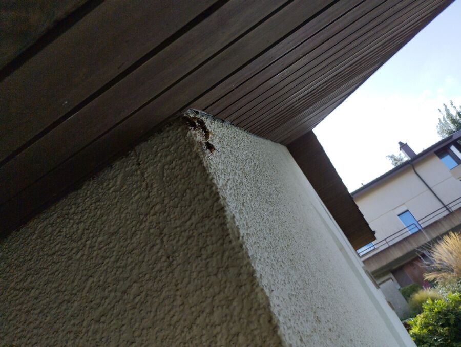 wespennest_entfernen