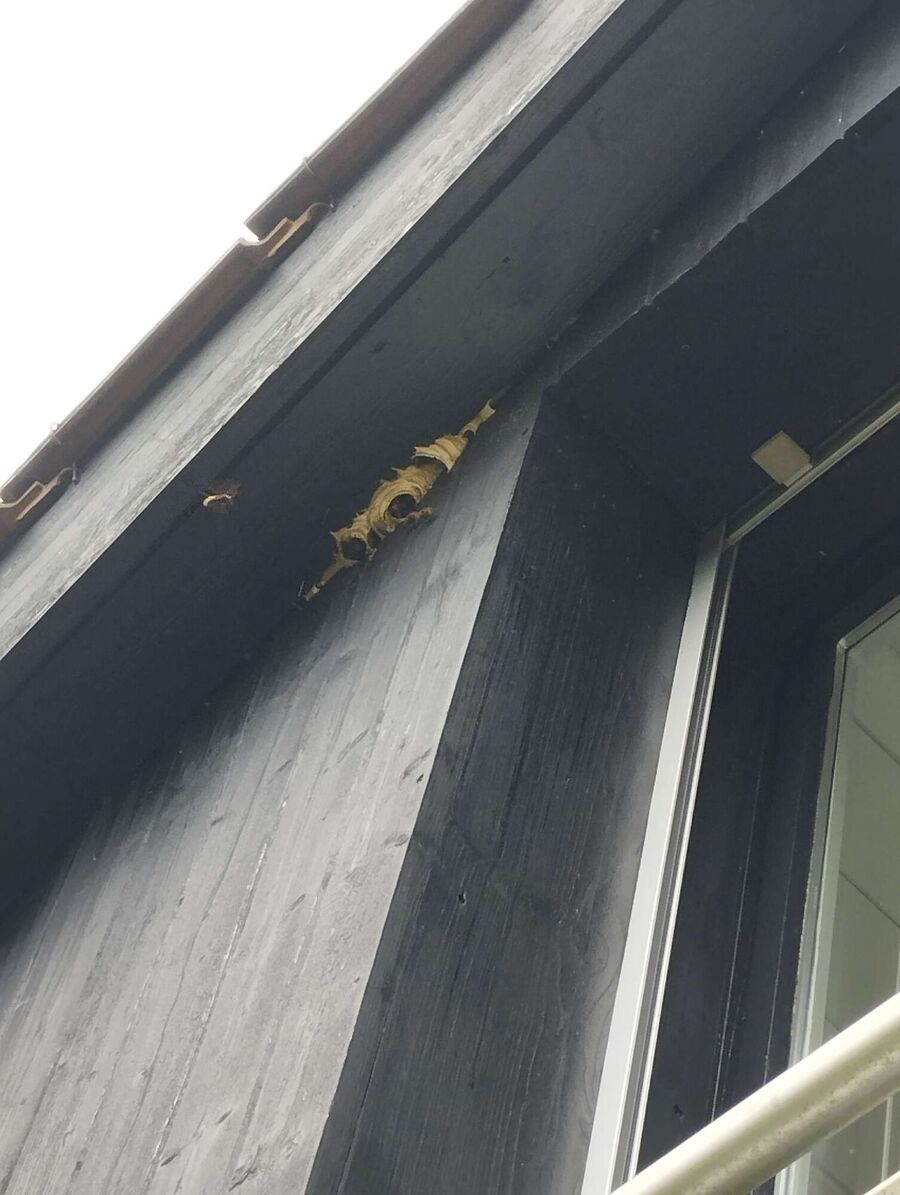 wespennest_entfernen