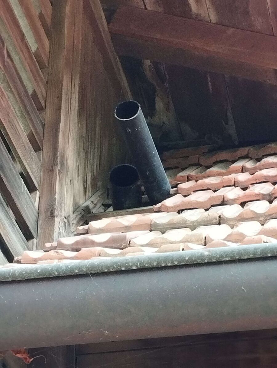 wespennest_entfernen